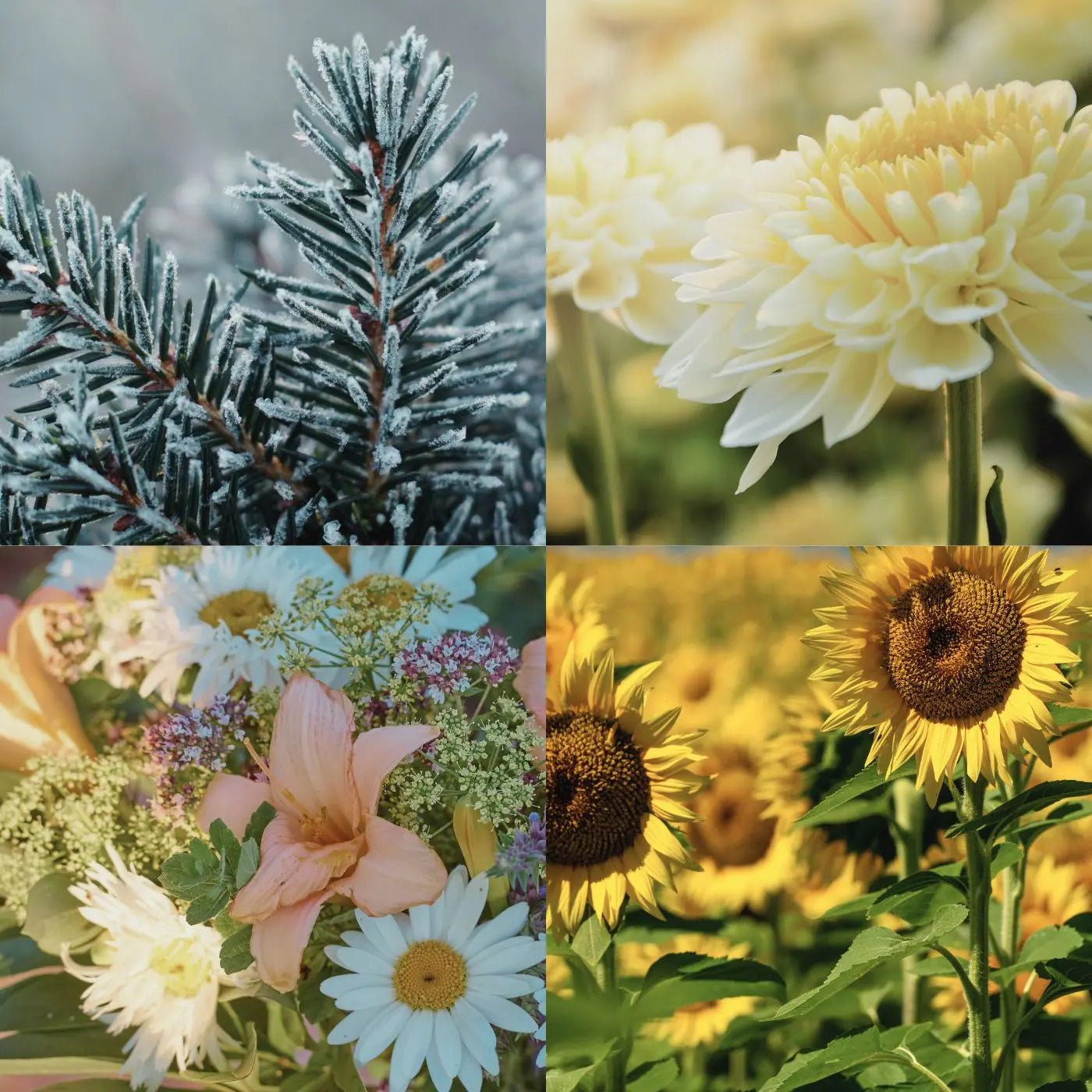 Collage of four images featuring winter and spring elements: frosted pine branch, white flowers, sunflowers, and a bouquet of flowers representing all editable holiday and seasonal event flyers, tags, printables, and invitation templates.