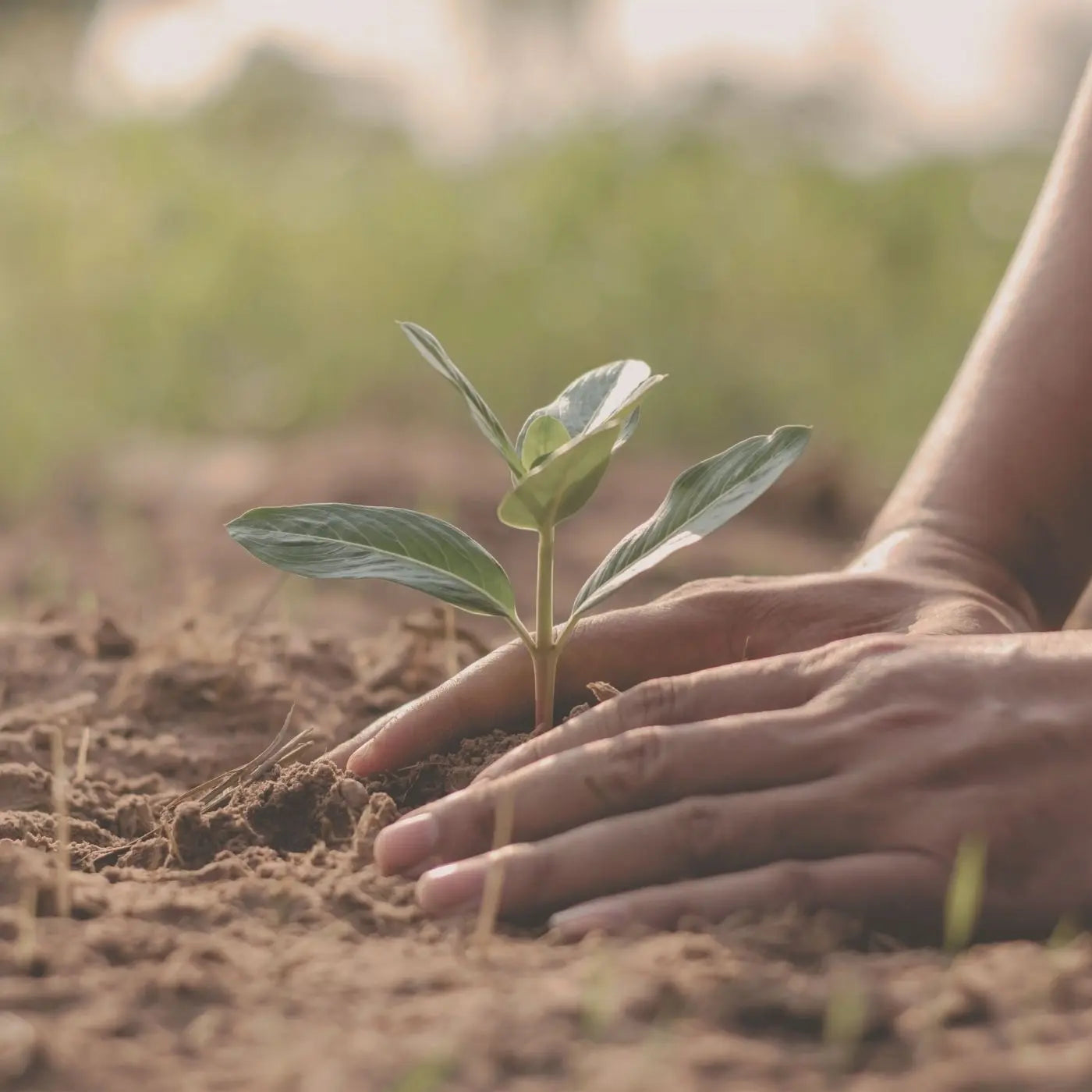 Hand planting a small plant in soil with a blurred natural background representing editable templates collections for nonprofit charity groups and fundraising events by Simple Desert Designs.