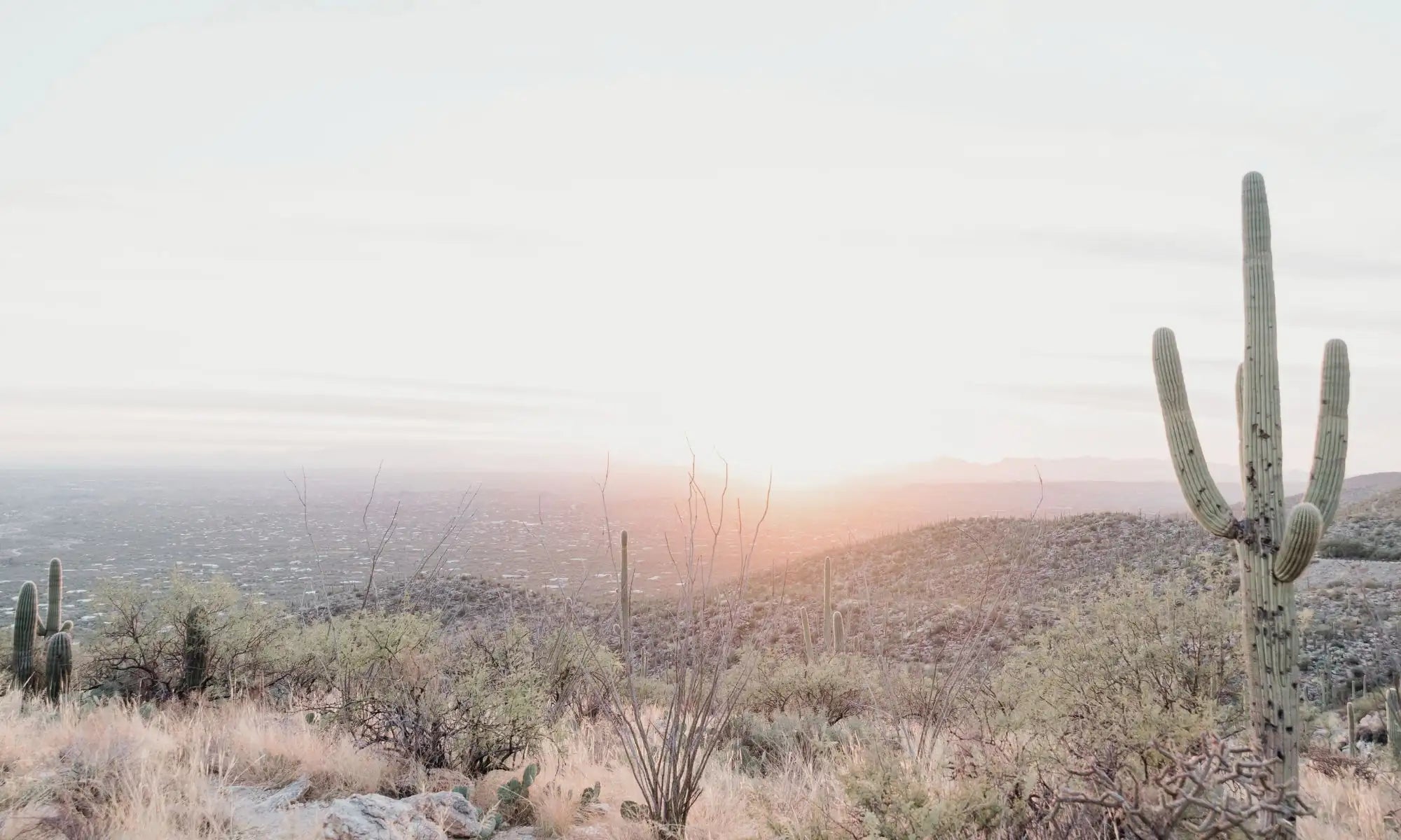 Desert landscape with cacti and mountains under a soft sky representing Simple Desert Designs' Satisfaction Guarantee page description.