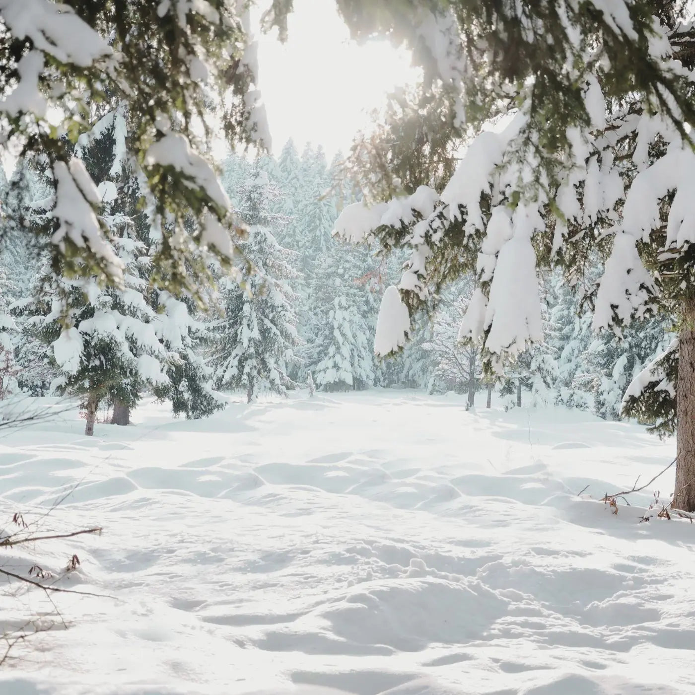 Snow-covered forest with tall trees in a winter landscape representing editable invitations, flyers, tags, and event bundle templates by Simple Desert Designs.